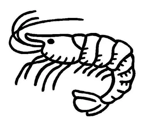Animales invertebrados moluscos para colorear - Imagui Animales invertebrados moluscos para colorear - Imagui