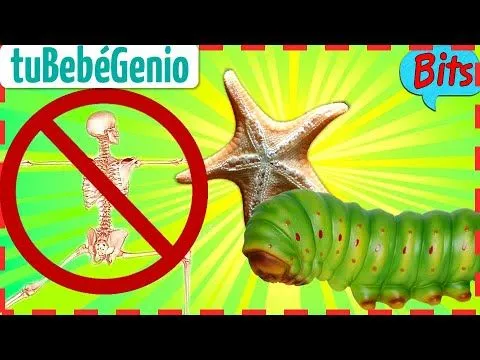 Animales Invertebrados para Niños | Bits de inteligencia + Lectura ...