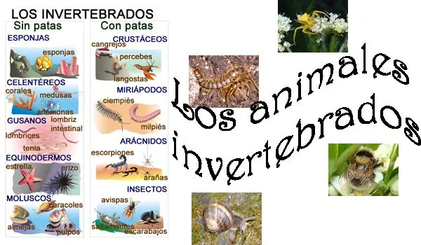 U 3. Animales invertebrados | el pupitre digital