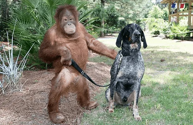 Fotos de orangutanes graciosos - Imagui