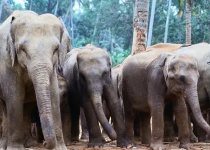 animales-kenia.jpg