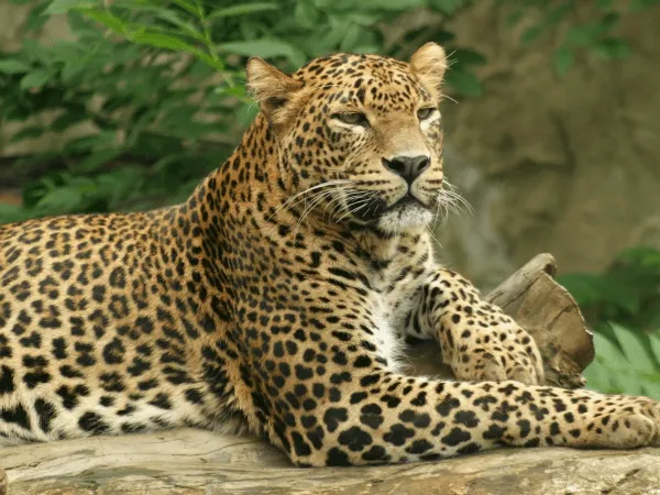 Animales, Leopardo