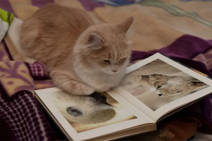 Animales Leyendo
