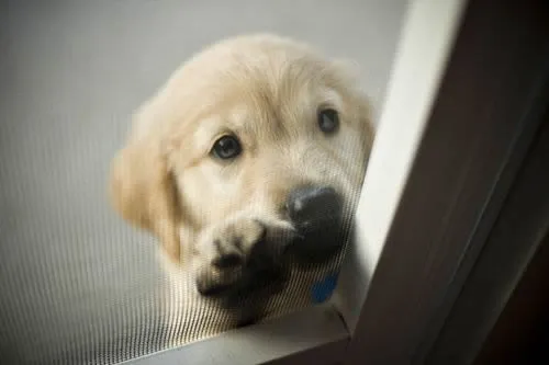 Animales lindos