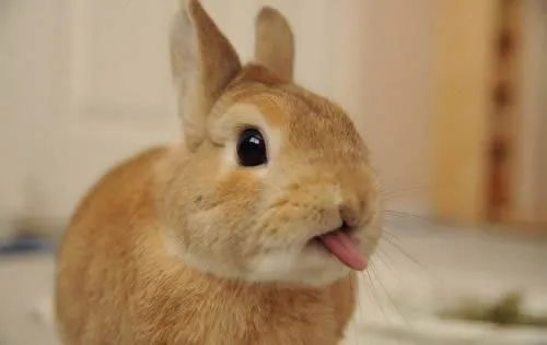 Animales lindos