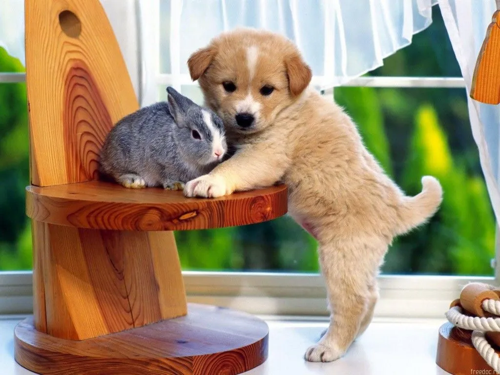 animales lindos: animales tiernos