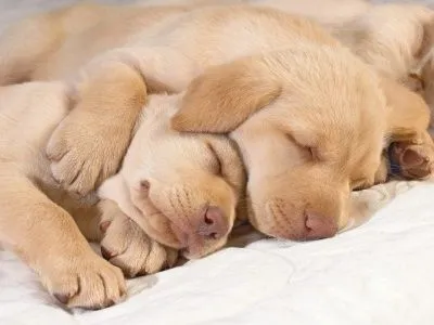 Fondos de pantalla tiernos y lindos - Imagui Fondos de pantalla tiernos y lindos - Imagui
