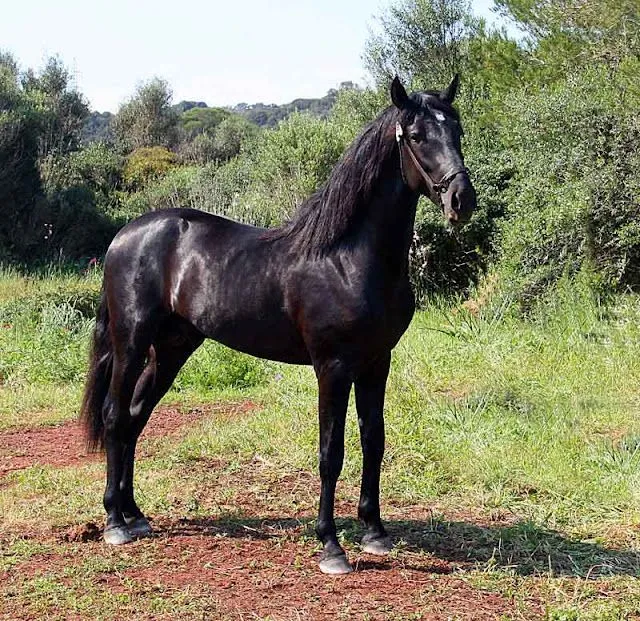 Animales: Lindos caballos negros | Wallpapers HD