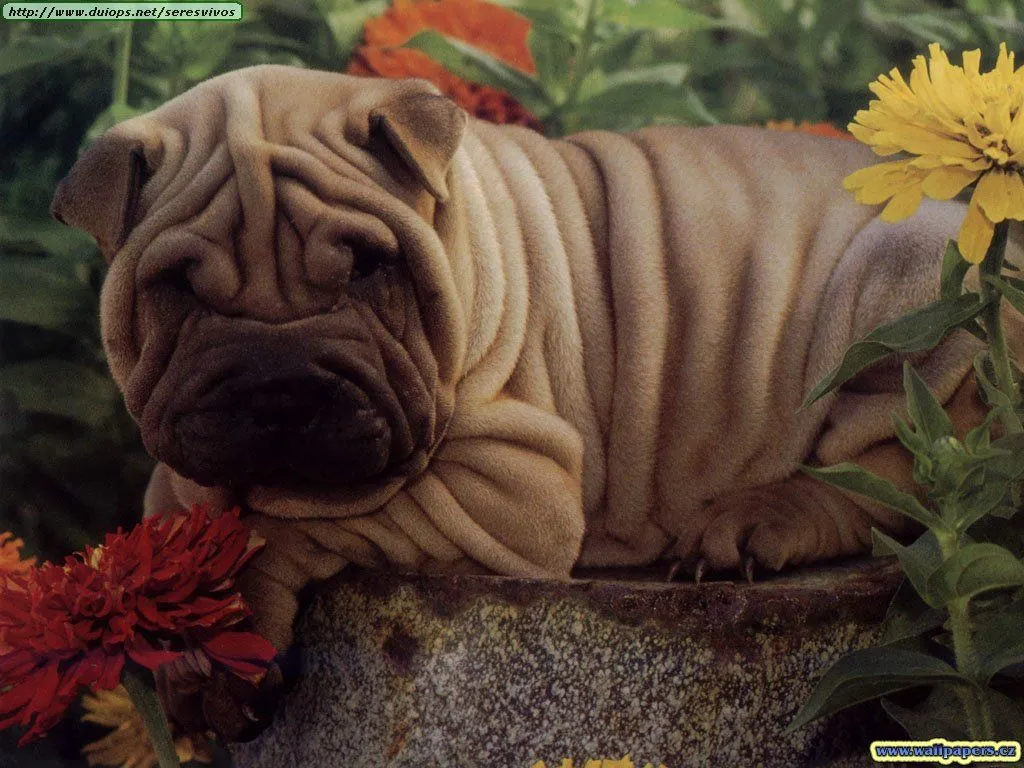 Animales más lindos del mundo (II) | Curiosidades de Animales y ...