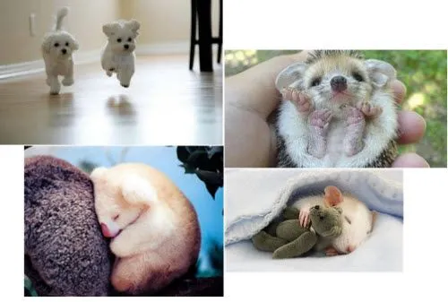 los animales mas lindos y tiernos del mundo - Taringa! los animales mas lindos y tiernos del mundo - Taringa!