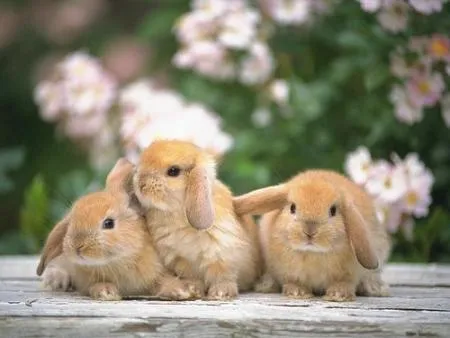 animales lindos y tiernos - Taringa!