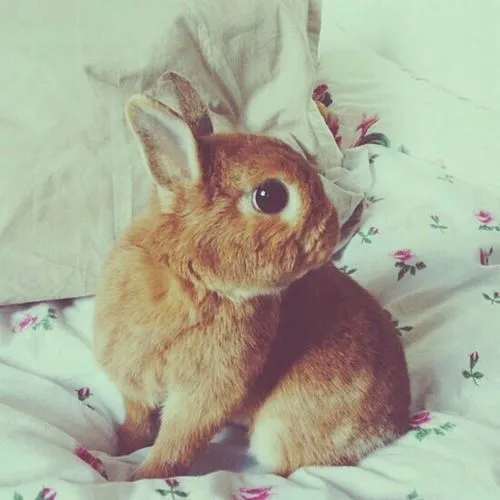 animales lindos | Tumblr