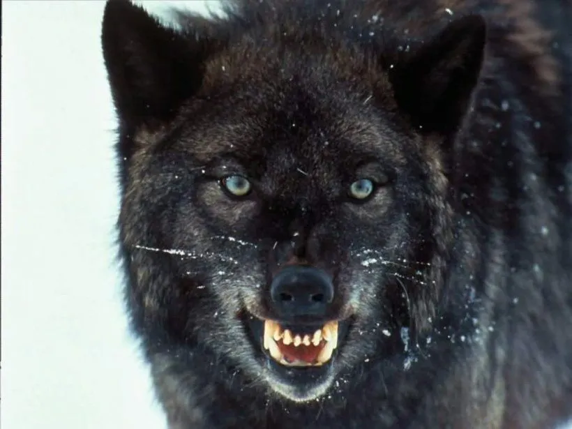 los animales: LOS LOBOS.