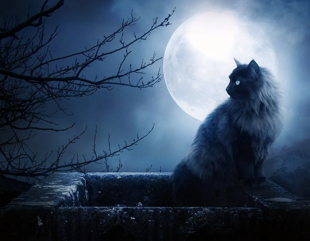 Animales Mágicos 1: El Gato : Mi Rincón Mágico Animales Mágicos 1: El Gato : Mi Rincón Mágico