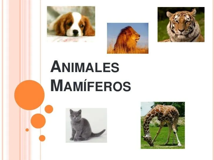 Animales mamíferos