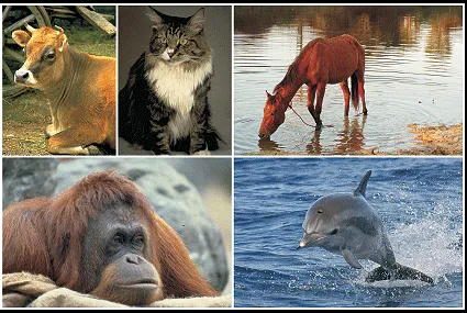 Nombres de animales oviparos - Imagui
