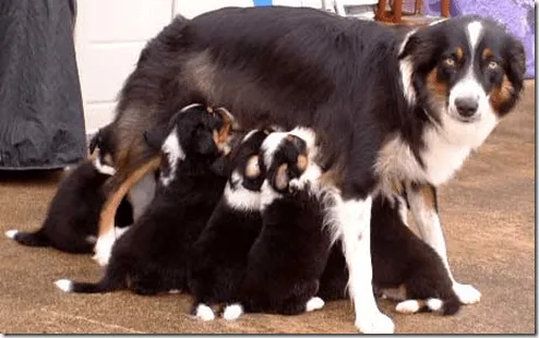 Animales mamíferos - Blogodisea