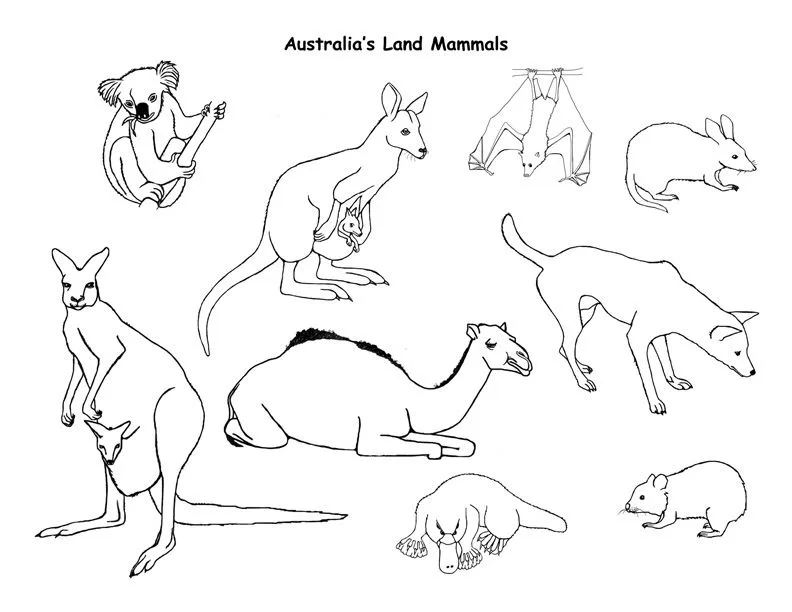 Animales mamiferos para colorear