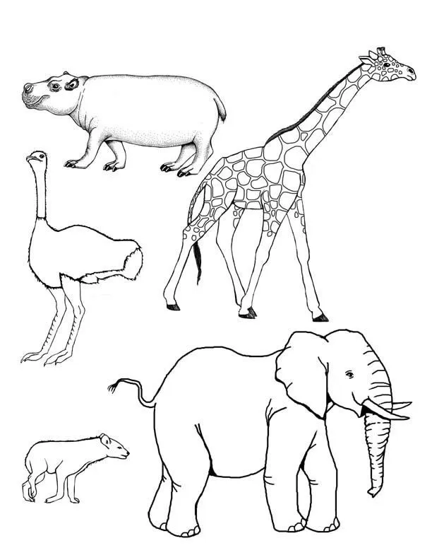 Animales mamiferos para colorear