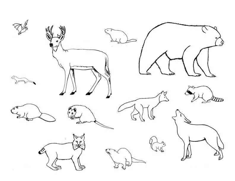 Animales mamiferos para colorear