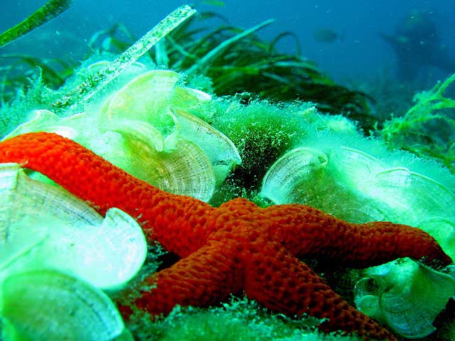 ANIMALES DE MAR
