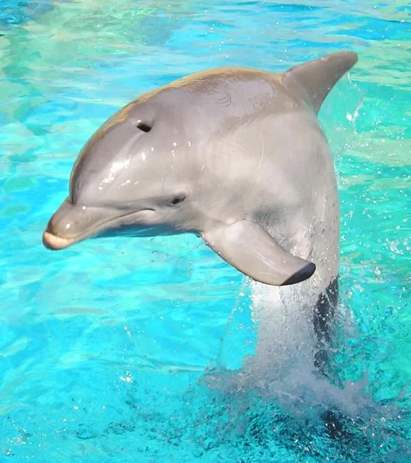 Animales del mar en foami - Imagui