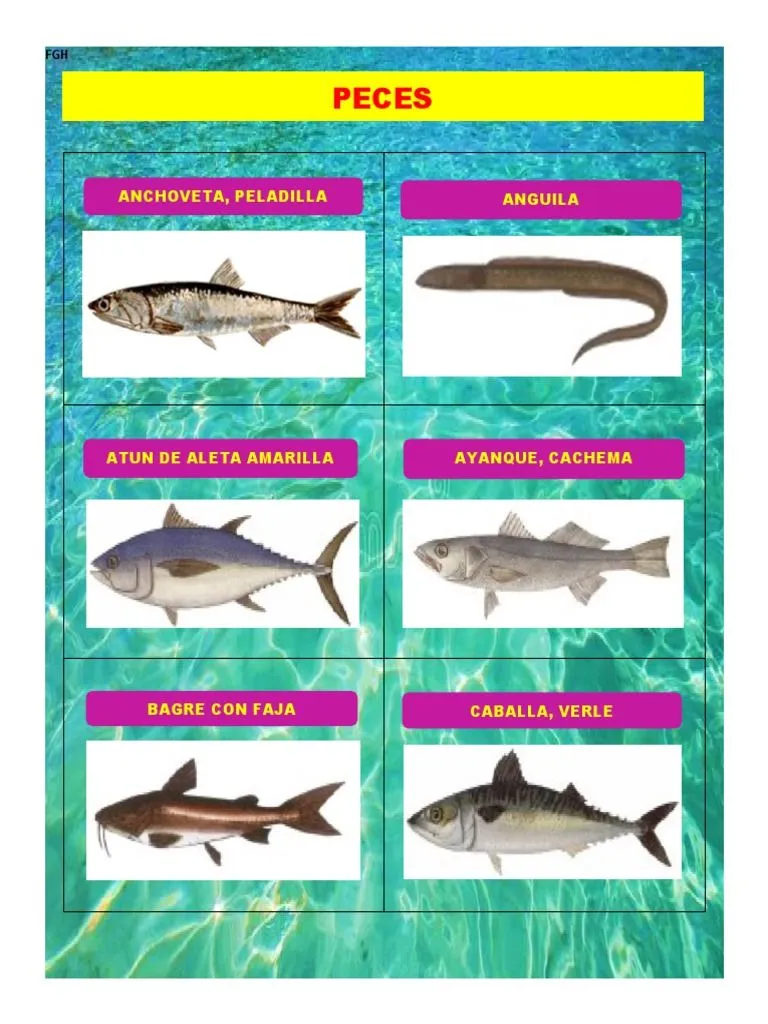 Animales Del Mar Peruano | PDF | Mariscos | Peces y humanos Animales Del Mar Peruano | PDF | Mariscos | Peces y humanos