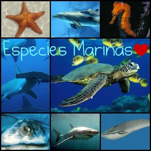 ANIMALES MARINOS.