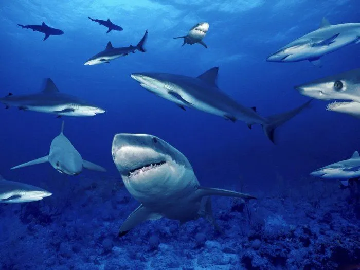 Animales marinos