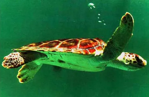 ANIMALES MARINOS