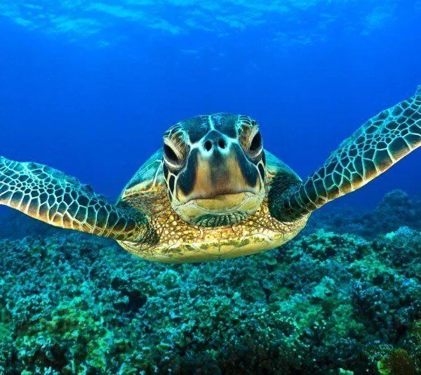 Animales marinos: toda la información para tus trabajos o tareas