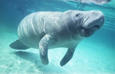 ANIMALES MARINOS: LOS ANIMALES ACUATICOS EN PELIGRO DE EXTINCION. ANIMALES MARINOS: LOS ANIMALES ACUATICOS EN PELIGRO DE EXTINCION.