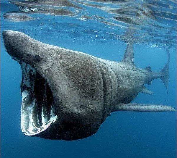 Animales marinos: toda la información para tus trabajos o tareas ... Animales marinos: toda la información para tus trabajos o tareas ...