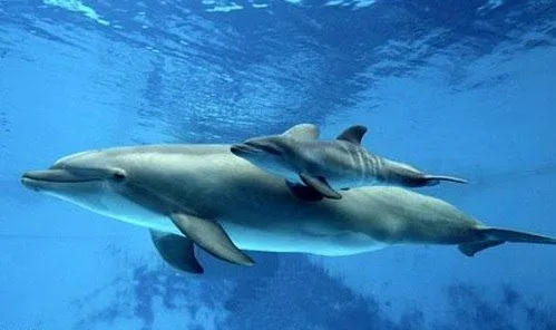 ANIMALES MARINOS: LOS ANIMALES ACUATICOS EN PELIGRO DE EXTINCION.