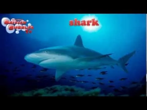 ANIMALES MARINOS EN INGLES - YouTube