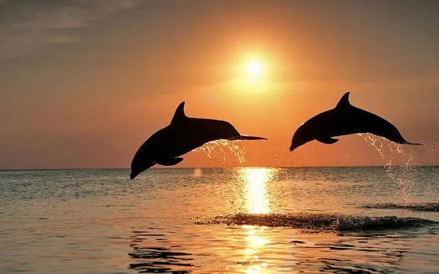 Animales Marinos Pareja de Delfines al Atardecer | Amor animal ... Animales Marinos Pareja de Delfines al Atardecer | Amor animal ...