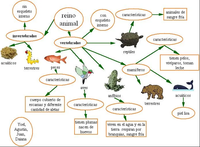 Animales, mascotas, bichos… | spanishskypeclasses