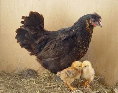 Los Animales: mayo 2010