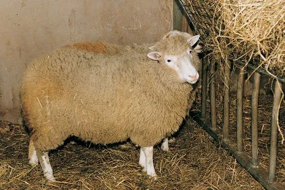 Los Animales: Animales de Granja