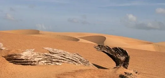 Animales de los medanos de coro - Imagui
