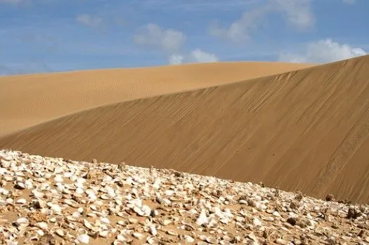 Animales de los medanos de coro - Imagui