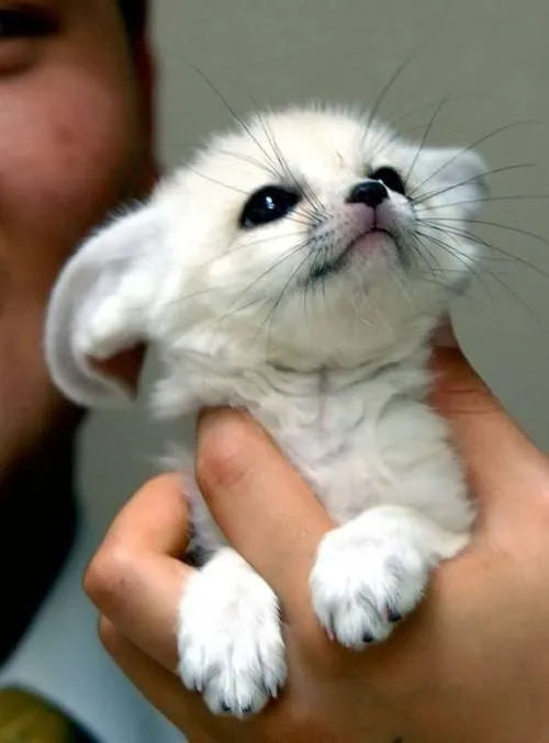 Los 9 animales más “monos” del mundo