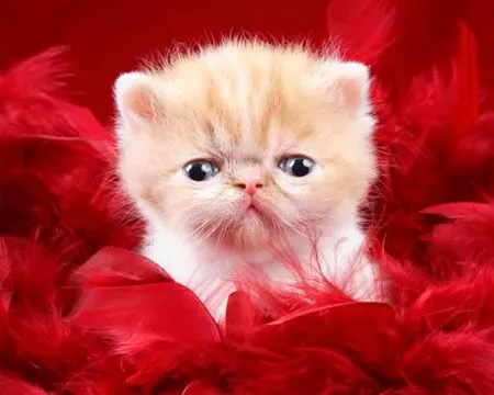 Imagenes de animales tiernos con movimientos para fondo de ...