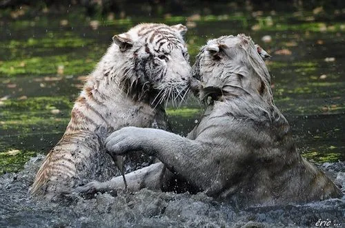 Mundo Animal [10] | Cogumelo Louco | We Heart It