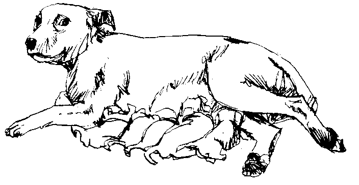 Animales que nacen de la mamá para colorear - Imagui Animales que nacen de la mamá para colorear - Imagui