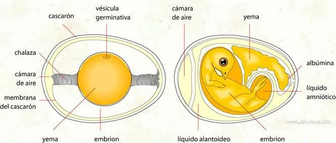 Animales que nacen del vientre dela madre para pintar - Imagui