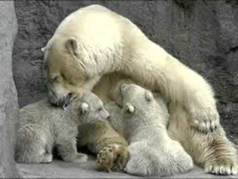 Los animales nacen..... - YouTube