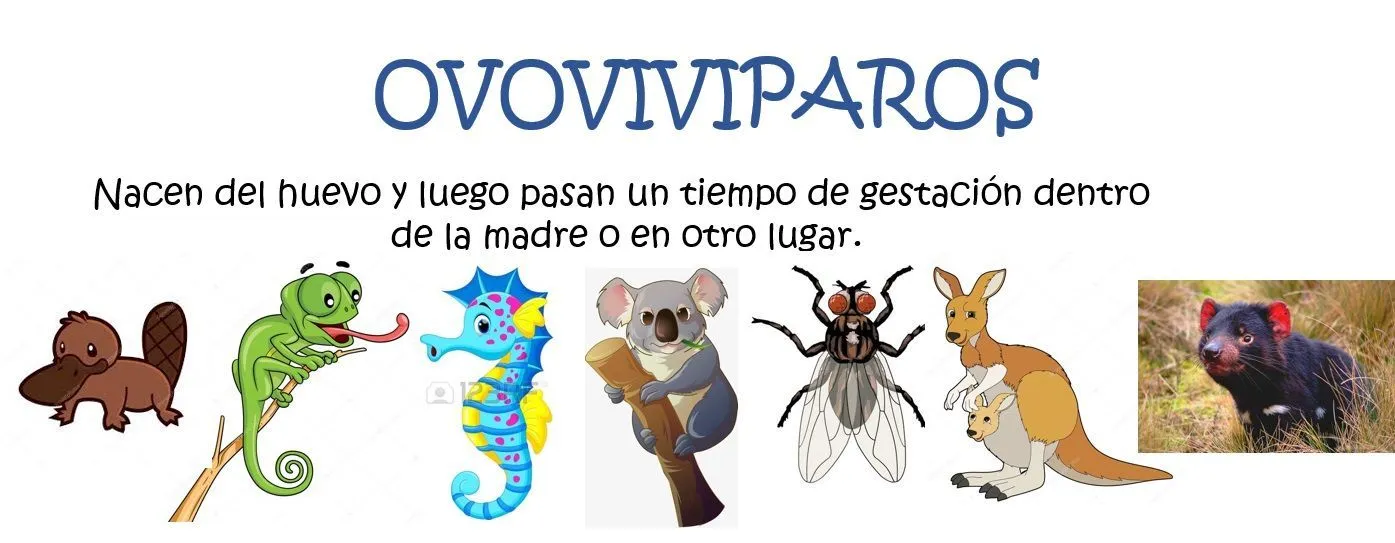 Animales según su nacimiento - ovoviviparos | Animales viviparos, Fichas de animales, Letras de canciones de disney Animales según su nacimiento - ovoviviparos | Animales viviparos, Fichas de animales, Letras de canciones de disney