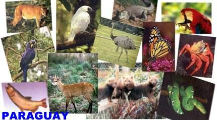 Animales Nativos