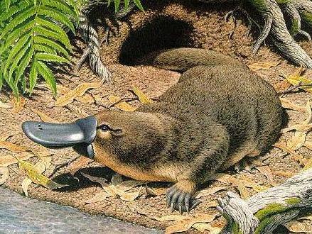 Animales y naturaleza. | Thefirstproject's Blog